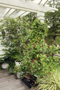 How to bring your house plants inside after a long summer outside.