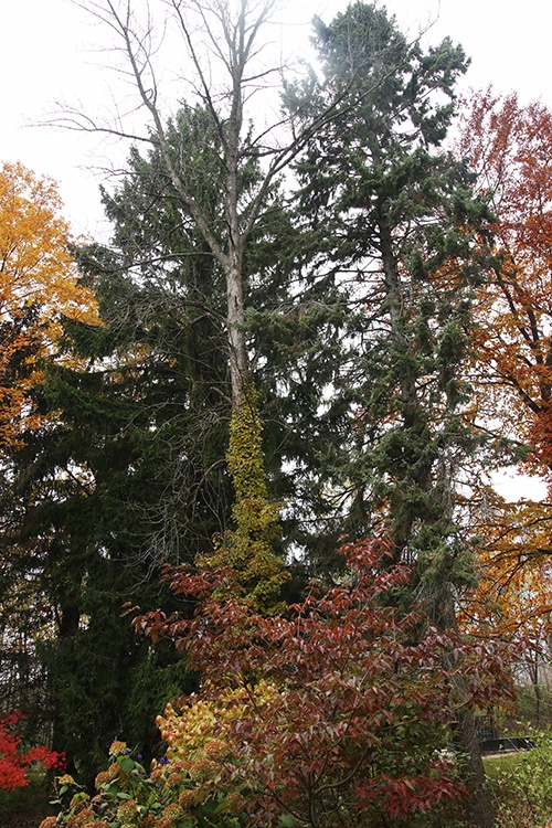 Fall color in the garden