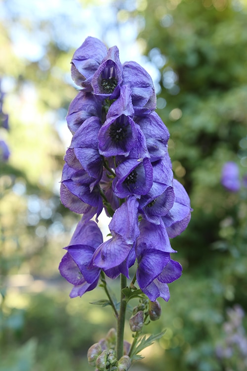 Beautiful but poisonous acontifolium