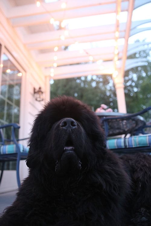 Newfoundland dog