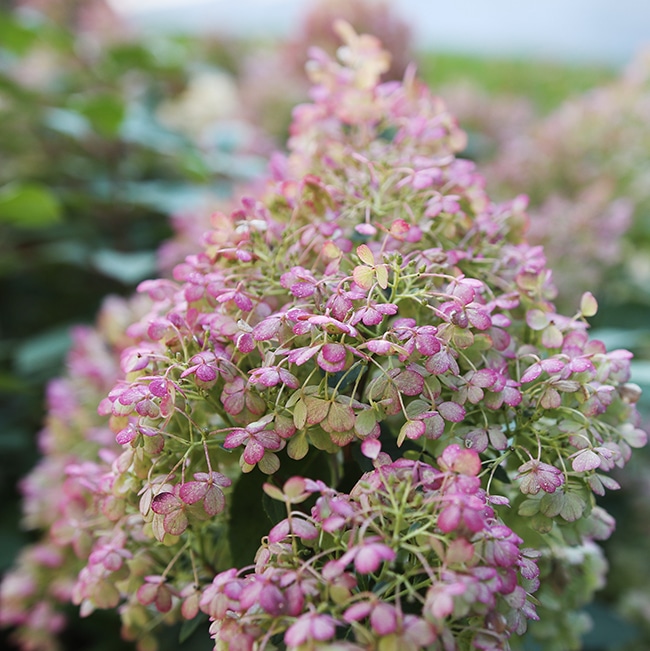 Bobo hydrangea in its fall pink color