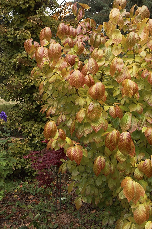 Orixa japonica fall color