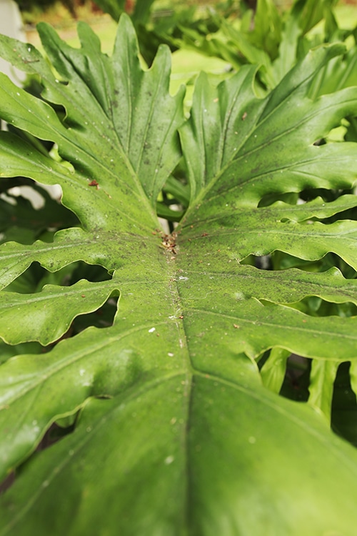 Cleaning philodendron leaves.