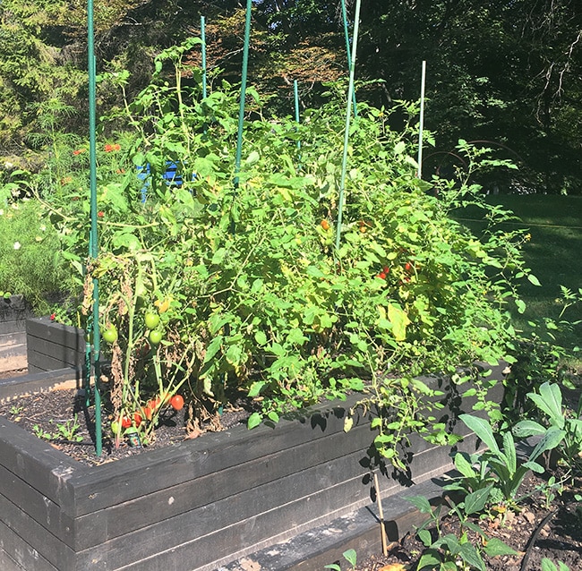 Prune tomato plants at the end of the season to help ripen fruit.