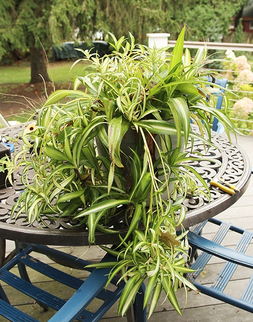 Pruning spider plants before bringing them inside.