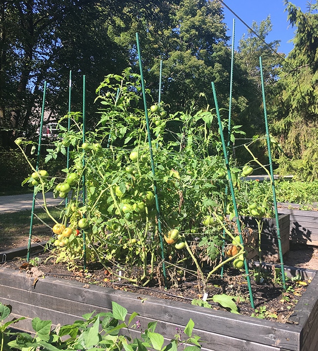 Top tomatoes and take out leaves at the end of the growing season to help ripen existing fruit.