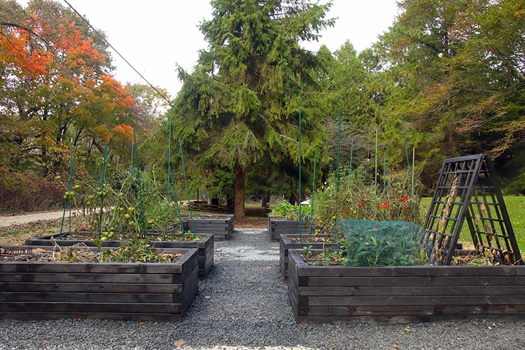 raised bed vegetable garden 