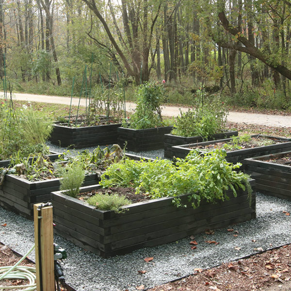 raised bed vegetable garden