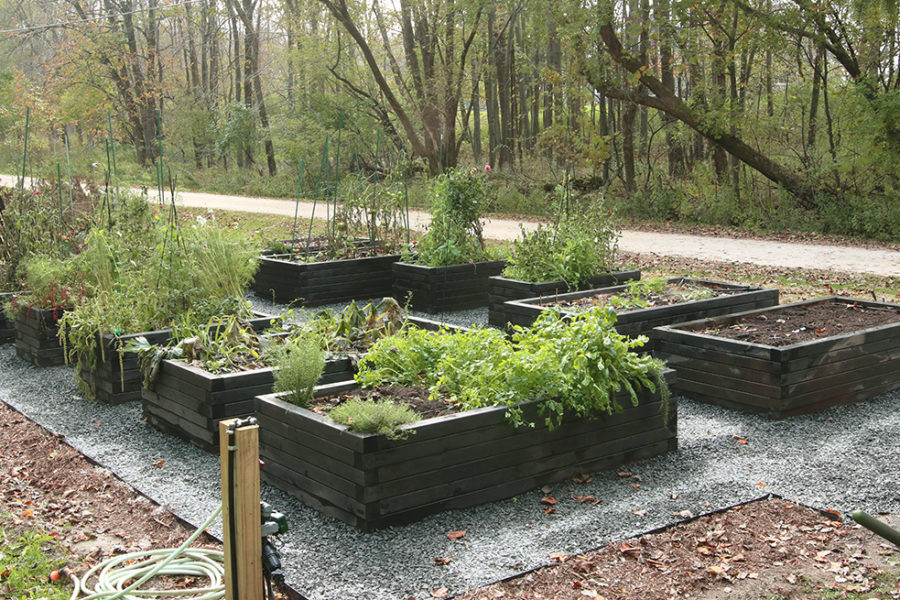 raised bed vegetable garden