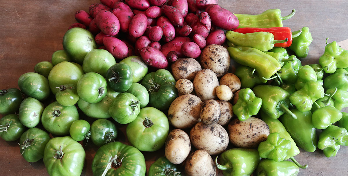 Late season vegetable harvest