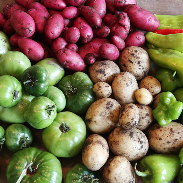 Late season vegetable harvest