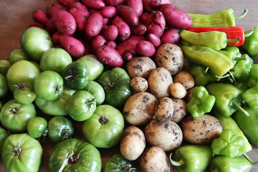 Late season vegetable harvest