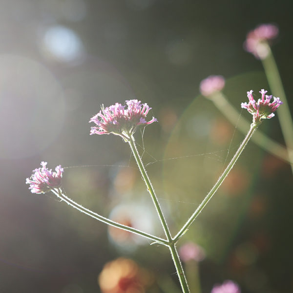 verbena bonariensis withstands frost in fall.