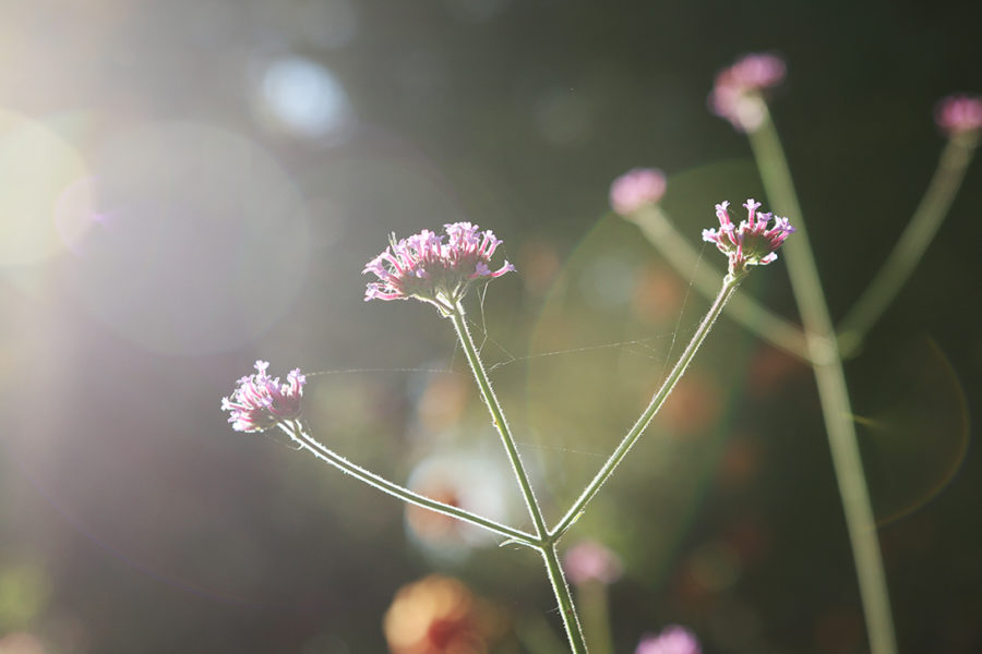 verbena bonariensis withstands frost in fall.