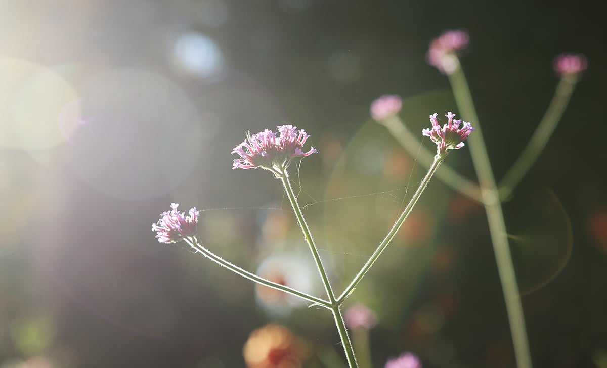 verbena bonariensis withstands frost in fall.