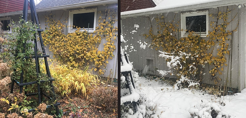 Before snow and after snow -- fall color climbing hydrangea