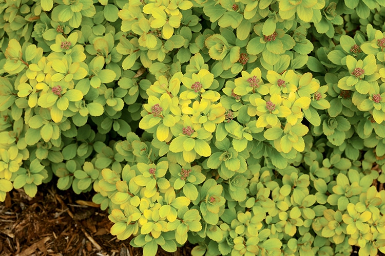 Birchleaf spirea flower buds