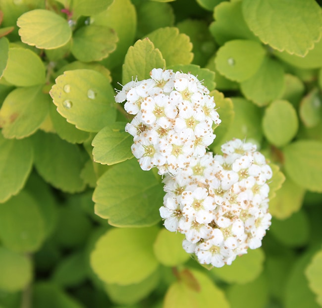 Birchleaf spirea flowers