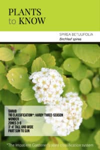 Plant to know: Birchleaf spirea. It's got three seasons of interest, is extremely low maintenance and stays relatively compact. Every garden should have one.