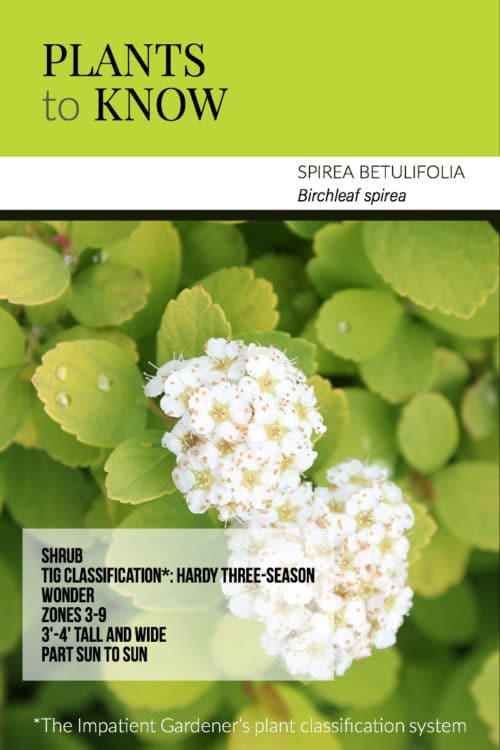 Plant to know: Birchleaf spirea. It's got three seasons of interest, is extremely low maintenance and stays relatively compact. Every garden should have one.