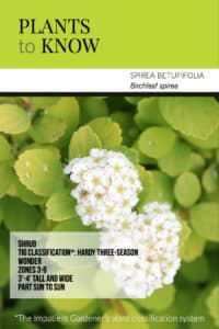 Plant to know: Birchleaf spirea