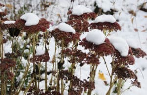 Snow-covered sedum