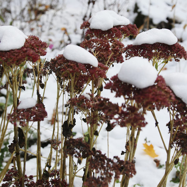 Snow-covered sedum