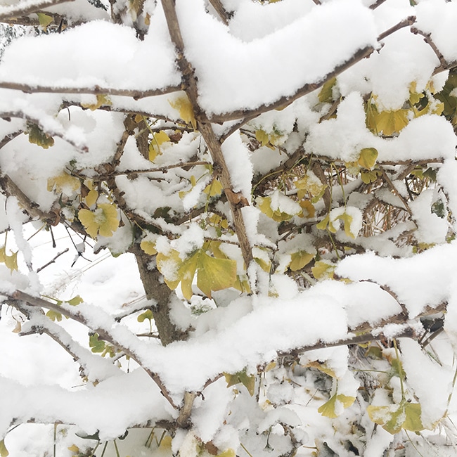 Ginkgo covered in snow