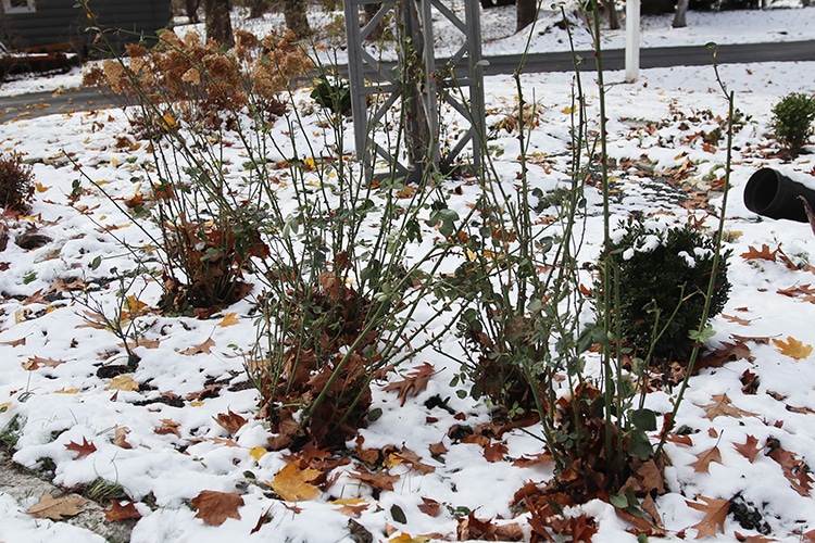 Roses in winter.