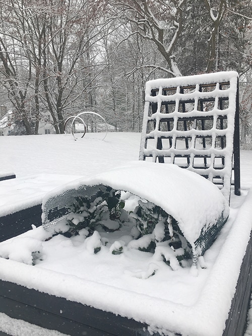 Kale in snow