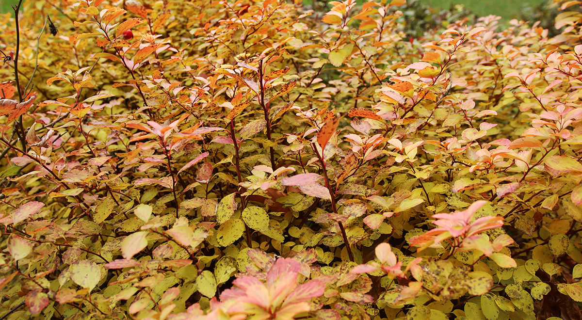 Fall color on birchleaf spirea