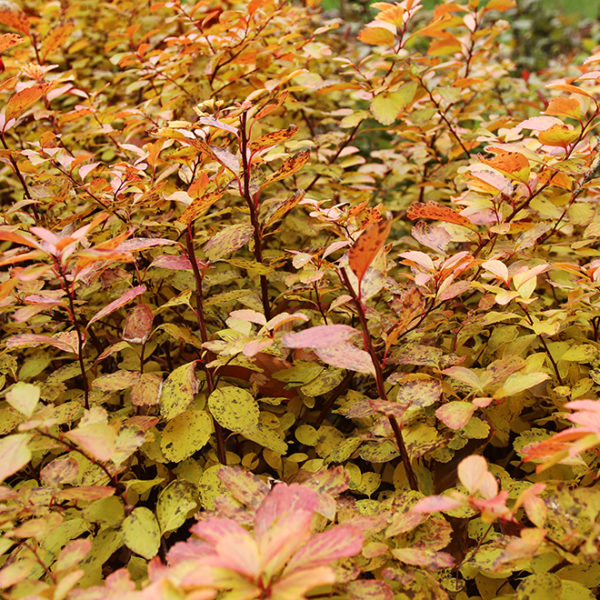 Fall color on birchleaf spirea