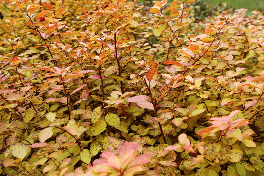 Fall color on birchleaf spirea