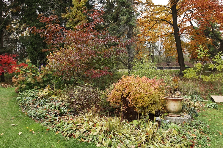 Fall color in garden.