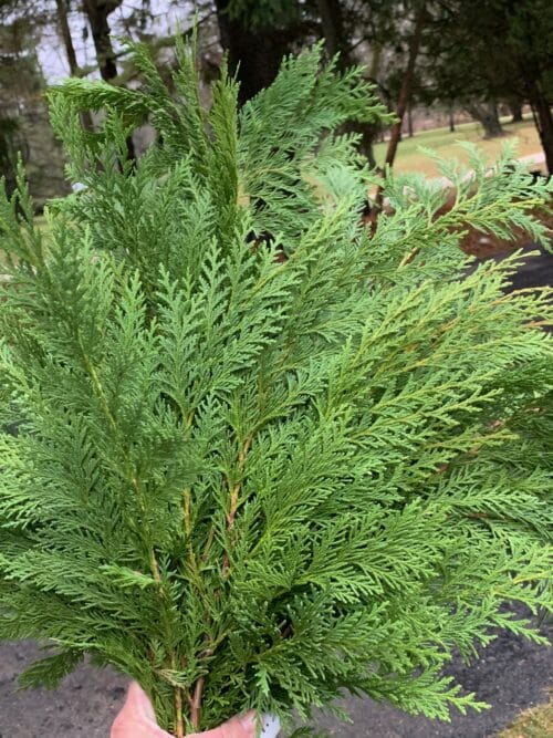 fancy cedar for winter containers