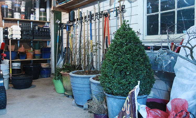 overwintering shrubs in containers