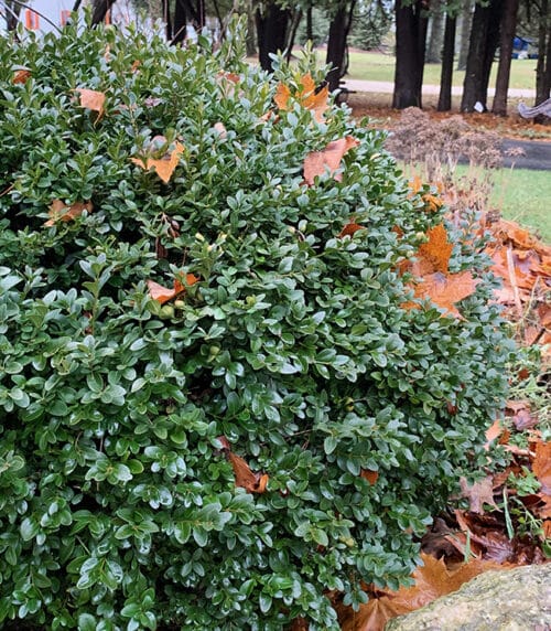 boxwood for containers