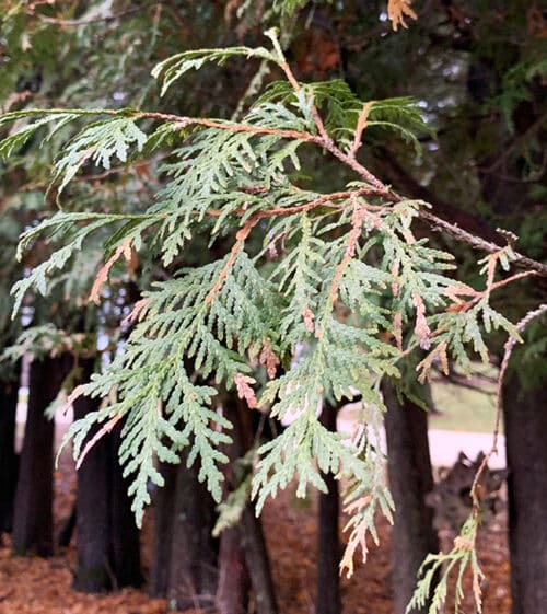 airy cedar for winter containers