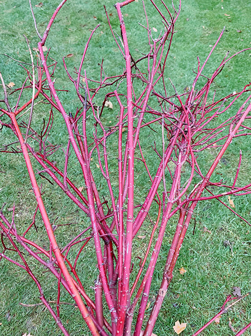 dogwood branches for winter containers