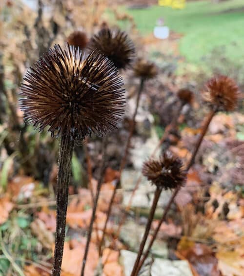 seedheads for containers