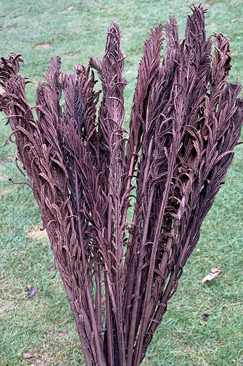 ferns for winter containers