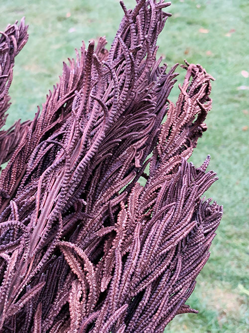 fertile fern fronds for containers