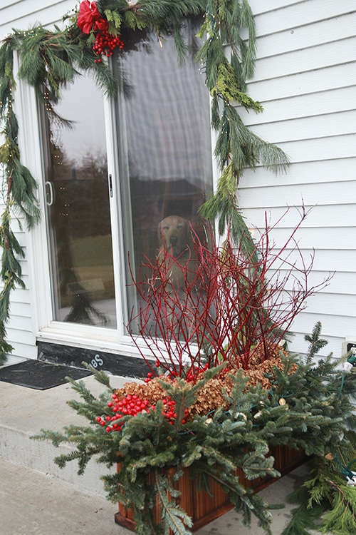 Window box as winter planter.