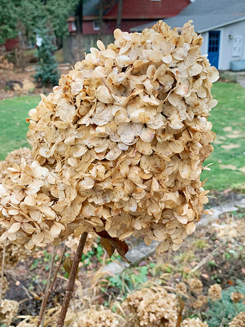 dried limelight hydrangeas for winter containers