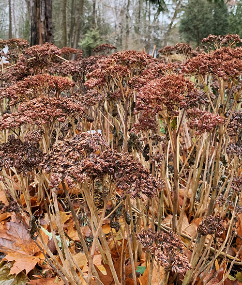 sedum flowerhead for winter conatiners