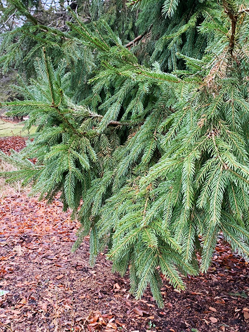 Spruce for winter containers