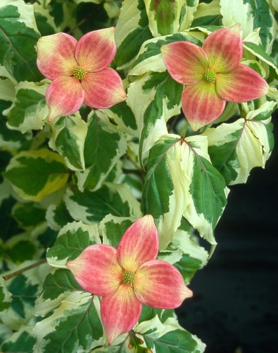 CORNUS KOUSA 'AKATSUKI' 