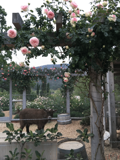 pergola with roses