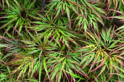 Acer palmatum 'Shu Shidare'