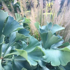 Ginkgo, a little tree for a bit job